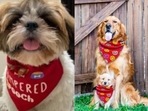 Dog bandanas look rather cute.