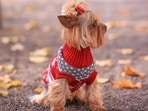 Dog sweaters and raincoats