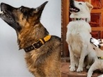 Best dog collars are ones that don't give any discomfort but look good as well.