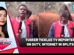 TUSKER TICKLES TV REPORTER ON DUTY, INTERNET IN SPLITS