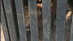 Two leopards captured in Aarey Two leopards captured in Aarey