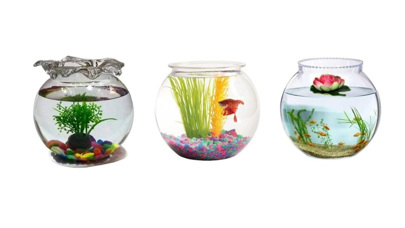The best fish bowls for your little buddies