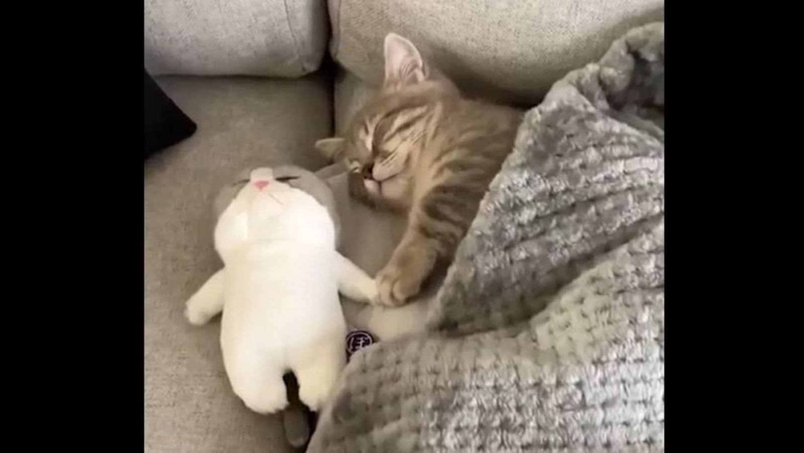 Cat sleeping with store stuffed animal