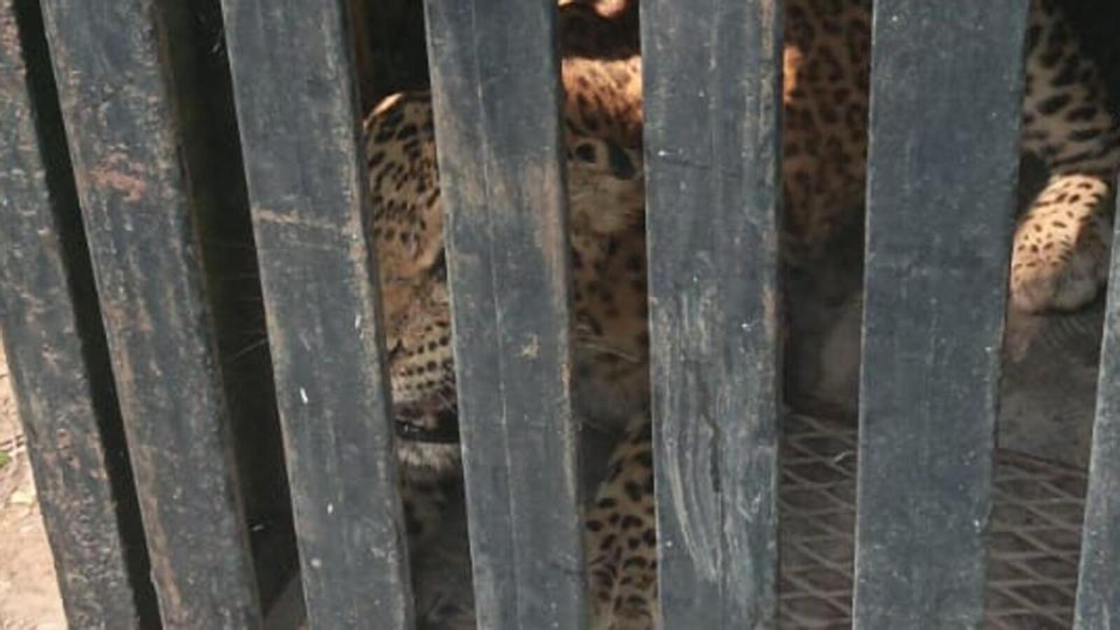 Two leopards captured in Aarey