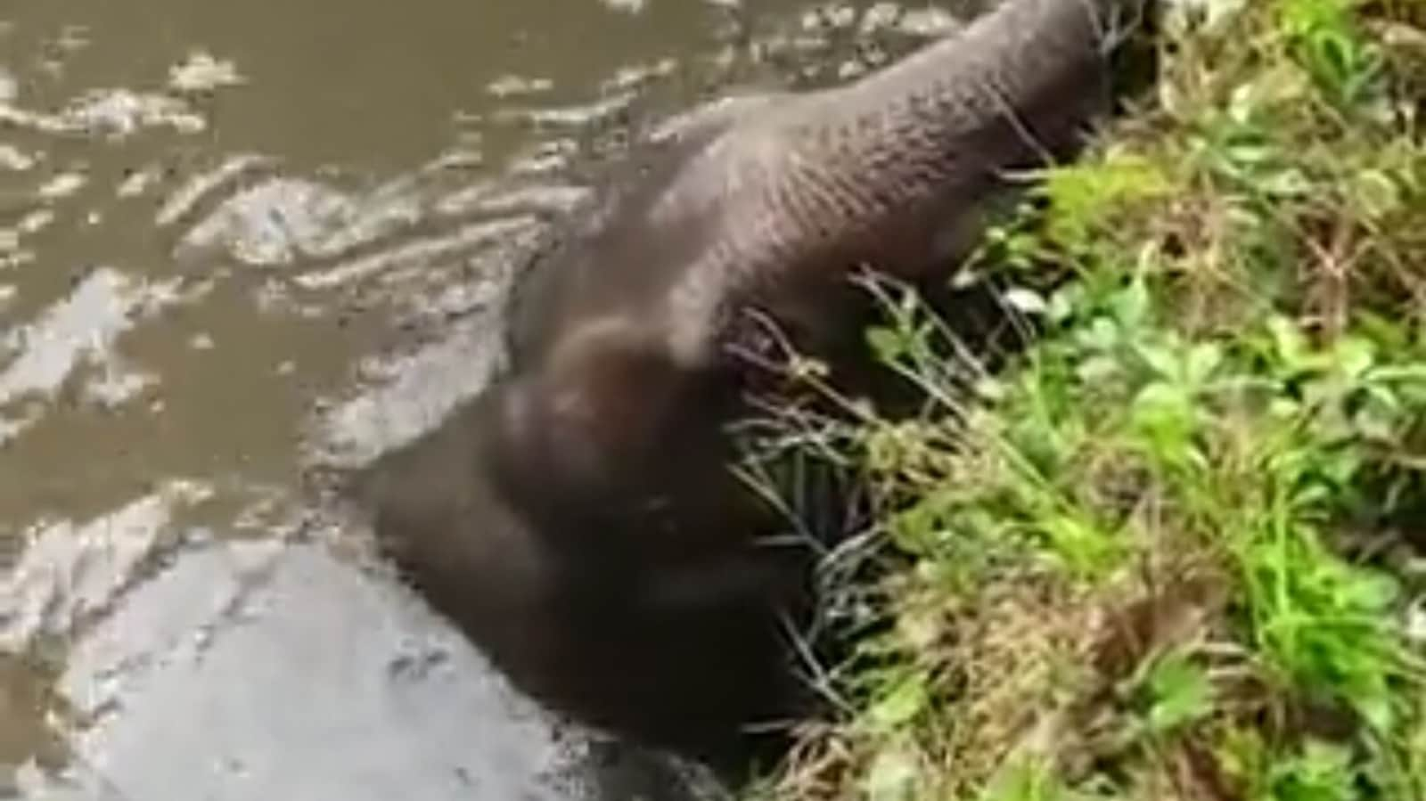 WATCH | Young elephant rescued from well in Andhra Pradesh’s Chittoor