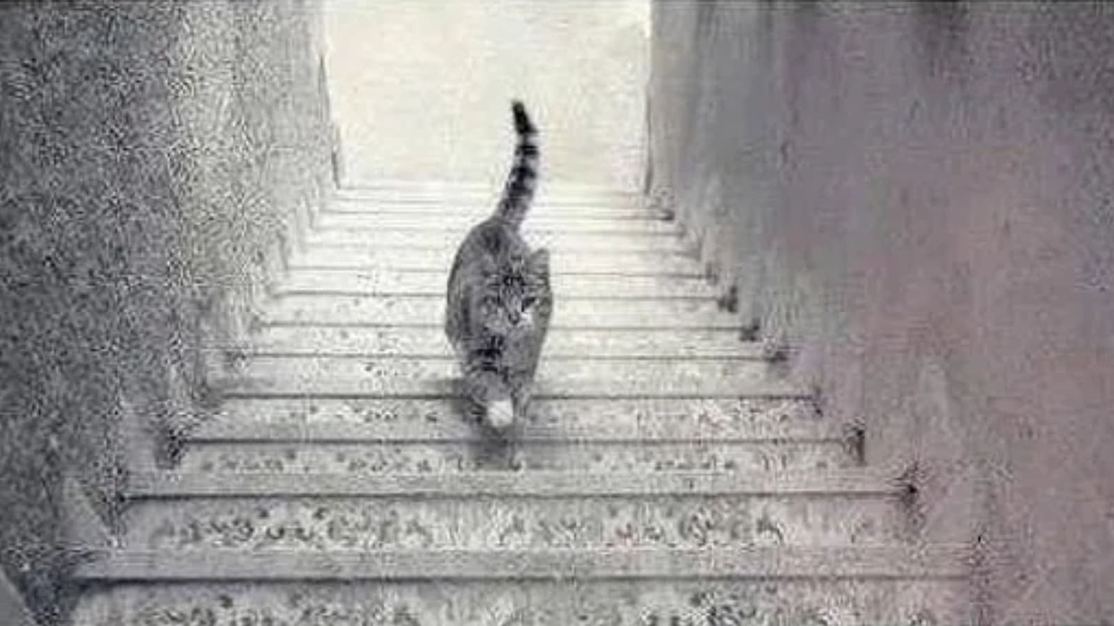 Optical Illusion: Where is this cat going, up or down the stairs