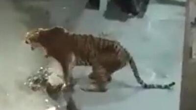 Confusion shrouds tigress death as villagers, forest officials trade blame