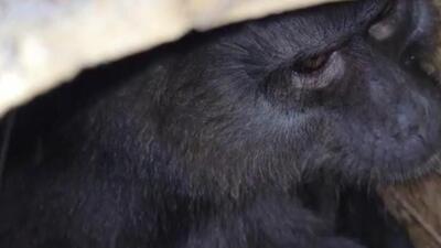 One of the smuggled primates rescued in Assam on Monday. (HT Photo) One of the smuggled primates rescued in Assam on Monday. (HT Photo)