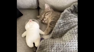 Cute cat sleeping with a toy. (Instagram/@Meowed) Cute cat sleeping with a toy. (Instagram/@Meowed)