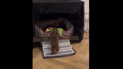 Dog climbs bed through mini stairs. (Instagram/@arlohotdog)