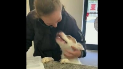 The image, taken from the Twitter video, shows the shelter dog looking at its human after being adopted. (Screengrab)