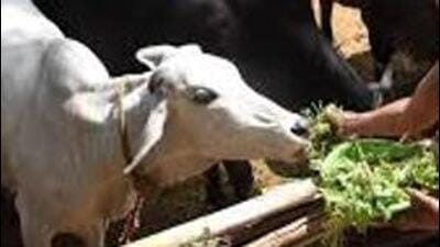 Six dairy farmers in Pune were arrested for allegedly using banned oxytocin injections to increase the milk-producing capacity of their buffaloes, the police said. ((PIC FOR REPRESENTATION))