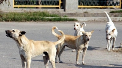 Gurugram woman injured in dog attack to get ₹2 lakh compensation (HT_PRINT) Gurugram woman injured in dog attack to get ₹2 lakh compensation (HT_PRINT)