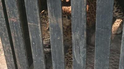 Two leopards captured in Aarey Two leopards captured in Aarey