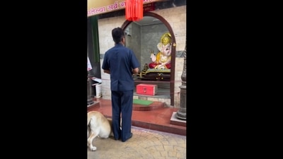 Dog bows down to pay obeisance to Lord Ganesha. (Instagram/@thrifts_grace) Dog bows down to pay obeisance to Lord Ganesha. (Instagram/@thrifts_grace)