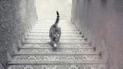 Optical Illusion: Can you figure out which way the cat is walking in this illusionary image? (Twitter/@buitengebieden) Optical Illusion: Can you figure out which way the cat is walking in this illusionary image? (Twitter/@buitengebieden)