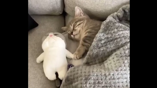 Cat\'s way of holding soft toy while sleeping is melting hearts ...