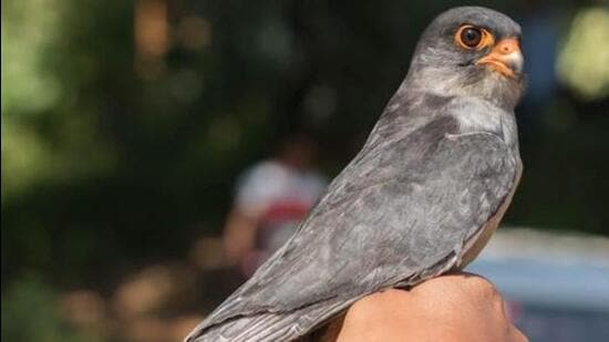 The migratory Amur Falcon bird. (File Photo)