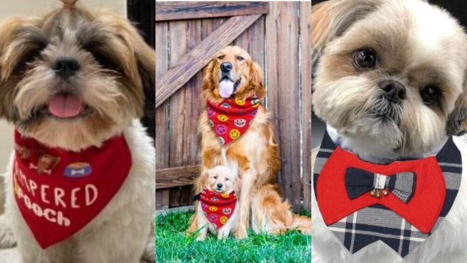 Best dog bandanas you can find online