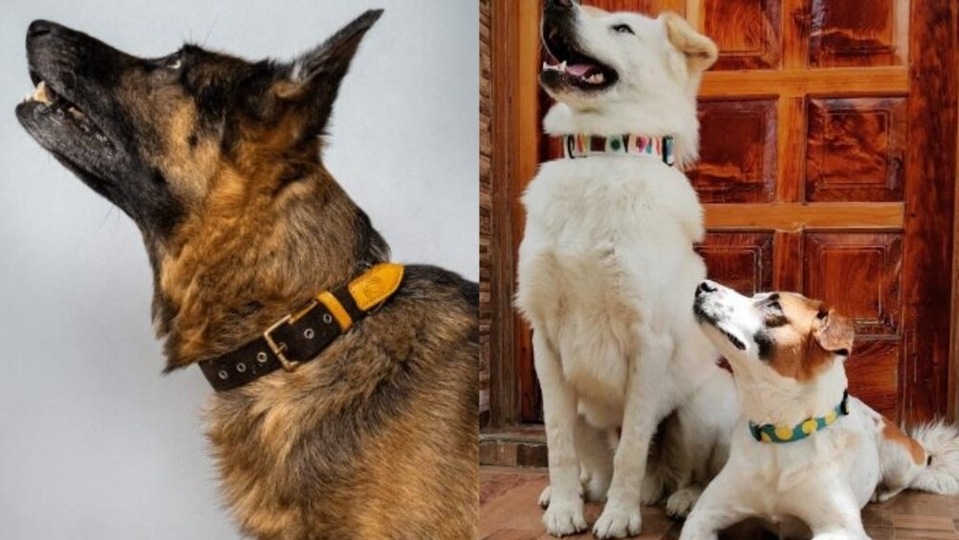 Shopping for dog collars online? Here’s your complete guide