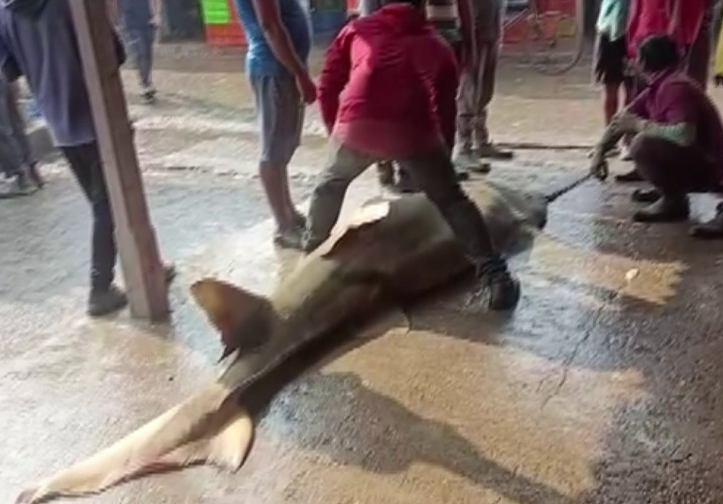 A rare carnivorous species fish called Marlin AKA Sailor Marlin weighing 550kg was netted in Odisha's Balasore, officials said to ANI. They further stated that the remains of this fish are used to make anti-depressant medicines and the fish was sold for <span class='webrupee'>₹</span>1 Lakh. (ANI) A rare carnivorous species fish called Marlin AKA Sailor Marlin weighing 550kg was netted in Odisha's Balasore, officials said to ANI. They further stated that the remains of this fish are used to make anti-depressant medicines and the fish was sold for <span class='webrupee'>₹</span>1 Lakh. (ANI)