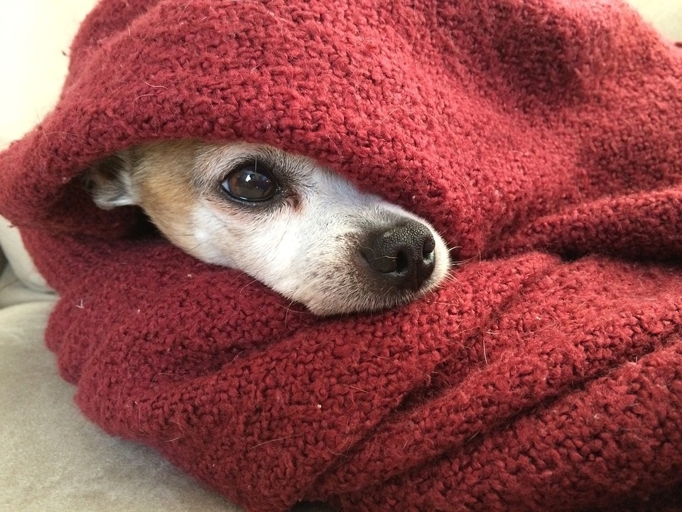Any signs of cold, cough, low body temperature, muscle pain shouldn't be avoided and a veterinary expert must be contacted at the earlier. (Pixabay) Any signs of cold, cough, low body temperature, muscle pain shouldn't be avoided and a veterinary expert must be contacted at the earlier. (Pixabay)
