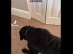 Dog gets excited to see its own reflection. Dog gets excited to see its own reflection.
