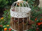 Birdcage