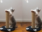Cat beds can go a long way in making your pets feel comfortable.