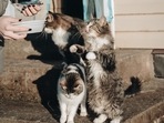 Cat foods with the right amount of nutrition encourage muscle development and growth.