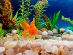 Fish aquarium accessories help keep water clean among many other benefits as well Fish aquarium accessories help keep water clean among many other benefits as well