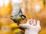 Feeding a Bird