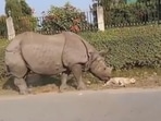 Rhino nudging the dog sleeping on the road. (Twitter/@susantananda3) Rhino nudging the dog sleeping on the road. (Twitter/@susantananda3)