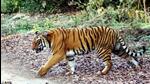 A forest official has been booked in connection with the killing of a tigress near the Corbett Tiger Reserve in Uttarakhand’s Almora district. (Representational image) A forest official has been booked in connection with the killing of a tigress near the Corbett Tiger Reserve in Uttarakhand’s Almora district. (Representational image)