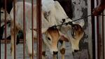 The suspects pushed off four cows from their moving vehicle in an attempt to block the movement of the vehicles chasing them, police said. (Representative Image/AFP) The suspects pushed off four cows from their moving vehicle in an attempt to block the movement of the vehicles chasing them, police said. (Representative Image/AFP)