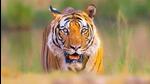 The forest official allegedly fired two rounds on the ground using a 12-bore gun to scare away the tiger but pellets of one round got hit in the right thigh of the animal. (Representative Image) The forest official allegedly fired two rounds on the ground using a 12-bore gun to scare away the tiger but pellets of one round got hit in the right thigh of the animal. (Representative Image)