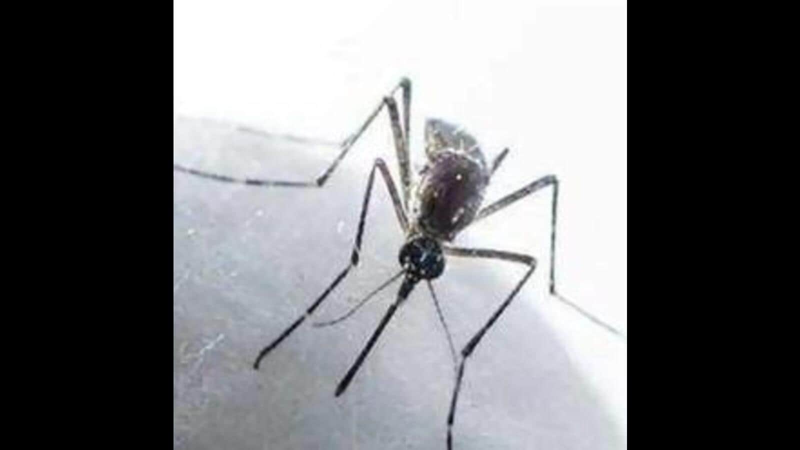 Yamunanagar logs record 612 dengue cases this season Hindustan Times