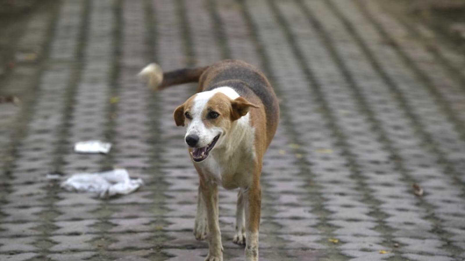 Street dogs can’t be kept in captivity Apex court Latest News Delhi