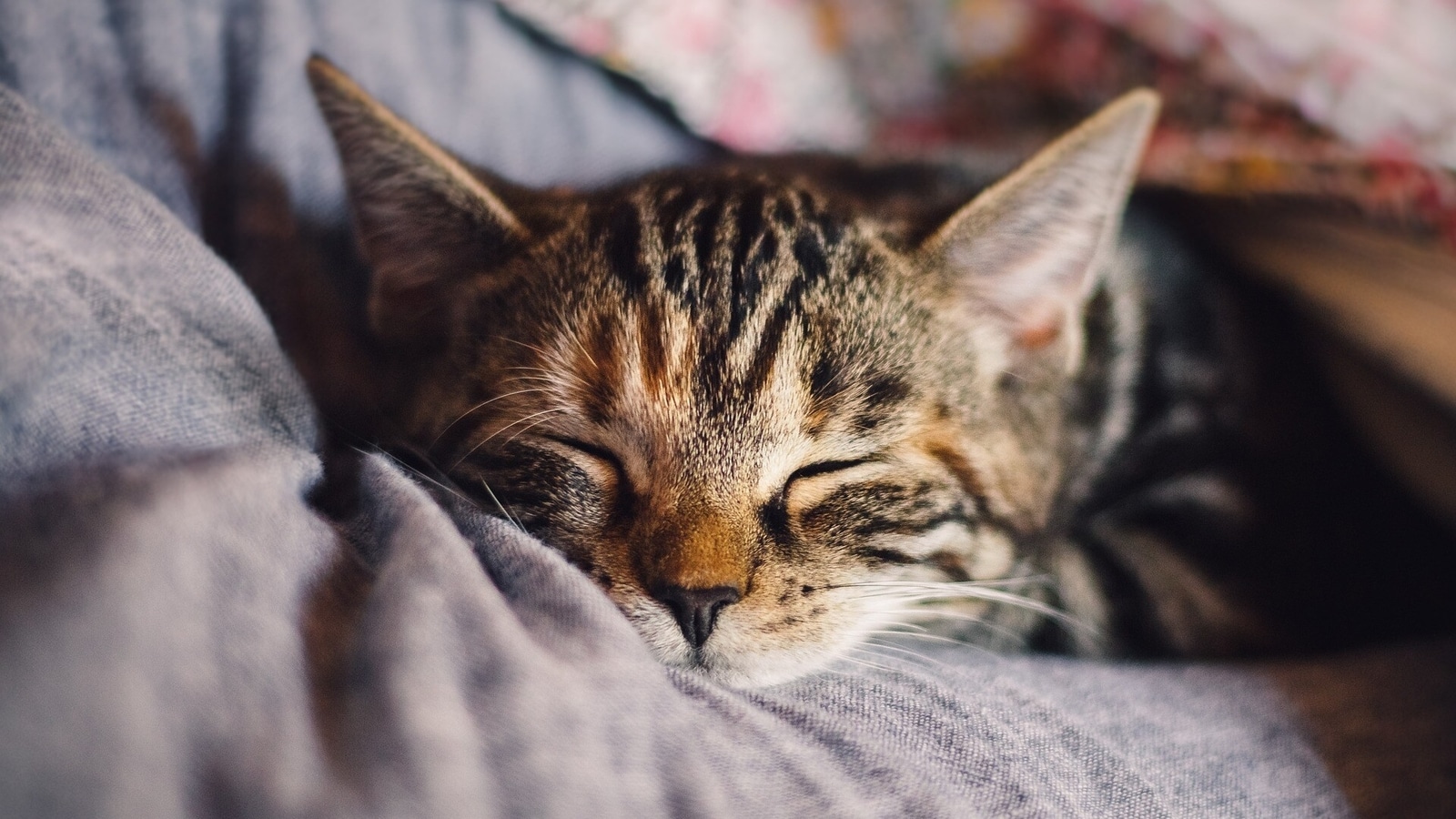 Tips to boost your cat’s immune system