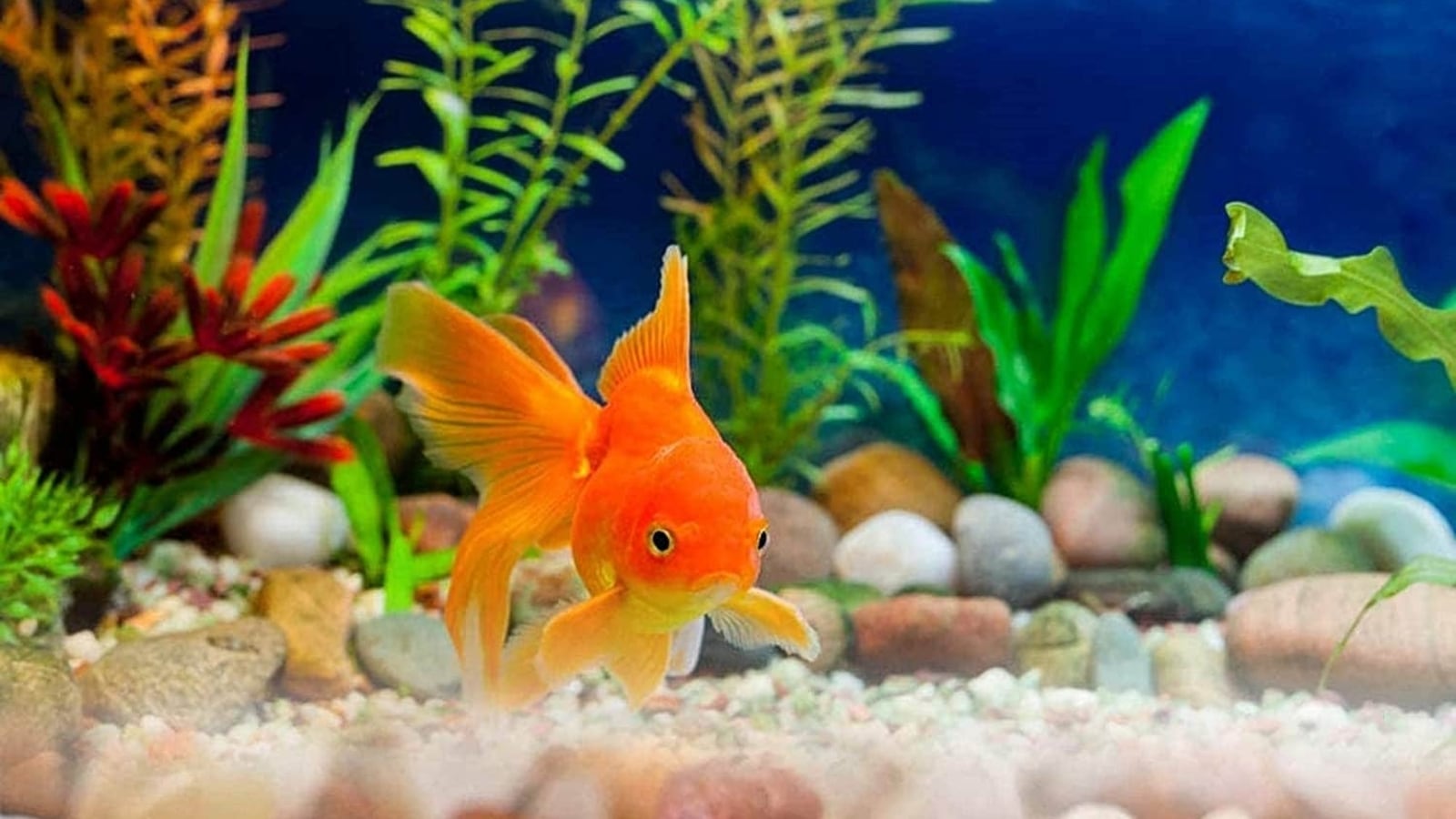 https://images.hindustantimes.com/img/2022/11/16/1600x900/fish_aquarium_accessories_1668596951664_1668606819053_1668606819053.jpg