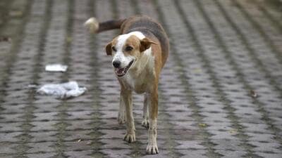 Residents said in the absence of a focused sterilisation drive, the stray dog population in the city is on the rise and the civil hospital, on average, receives as many as 20 dog bite cases daily. (HT Photo) Residents said in the absence of a focused sterilisation drive, the stray dog population in the city is on the rise and the civil hospital, on average, receives as many as 20 dog bite cases daily. (HT Photo)