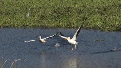 Pelicans fly over the pond at the Okhla Bird Sanctuary, in Noida. (Virendra Singh Gosain/HT Photo) Pelicans fly over the pond at the Okhla Bird Sanctuary, in Noida. (Virendra Singh Gosain/HT Photo)