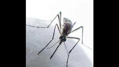 Yamunanagar logs record 612 dengue cases this season