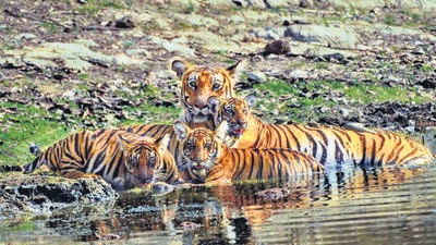 The cubs were missing since their mother, a 12-13 year old tigress who was named informally as ‘Nyangachchikatte Female’, was found dead in a field in Taraka village near the reserve on Saturday. (HT photo) The cubs were missing since their mother, a 12-13 year old tigress who was named informally as ‘Nyangachchikatte Female’, was found dead in a field in Taraka village near the reserve on Saturday. (HT photo)