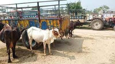 While cattle are vaccinated to curtail the spread of the disease, it rears its head time and again due to lack of vaccination among livestock animals being reared at the Pakistan border, experts said during the concluding day of the national workshop cum brainstorming session on ‘Strategy on control and eradication of formidable trans-boundary viral diseases of livestock, foot and mouth disease (FMD), lumpy skin disease (LSD) and African Swine Fever (ASF)’. (Representative Image/ HT File) While cattle are vaccinated to curtail the spread of the disease, it rears its head time and again due to lack of vaccination among livestock animals being reared at the Pakistan border, experts said during the concluding day of the national workshop cum brainstorming session on ‘Strategy on control and eradication of formidable trans-boundary viral diseases of livestock, foot and mouth disease (FMD), lumpy skin disease (LSD) and African Swine Fever (ASF)’. (Representative Image/ HT File)