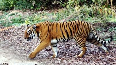 A forest official has been booked in connection with the killing of a tigress near the Corbett Tiger Reserve in Uttarakhand’s Almora district. (Representational image) A forest official has been booked in connection with the killing of a tigress near the Corbett Tiger Reserve in Uttarakhand’s Almora district. (Representational image)