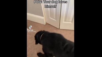 Dog gets excited to see its own reflection. (Instagram/@weratedogs) Dog gets excited to see its own reflection. (Instagram/@weratedogs)