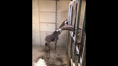 Father giraffe meets his newborn. (Twitter/@fasc1nate) Father giraffe meets his newborn. (Twitter/@fasc1nate)