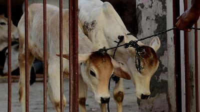 The suspects pushed off four cows from their moving vehicle in an attempt to block the movement of the vehicles chasing them, police said. (Representative Image/AFP) The suspects pushed off four cows from their moving vehicle in an attempt to block the movement of the vehicles chasing them, police said. (Representative Image/AFP)