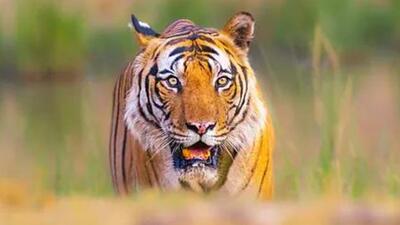 The forest official allegedly fired two rounds on the ground using a 12-bore gun to scare away the tiger but pellets of one round got hit in the right thigh of the animal. (Representative Image) The forest official allegedly fired two rounds on the ground using a 12-bore gun to scare away the tiger but pellets of one round got hit in the right thigh of the animal. (Representative Image)